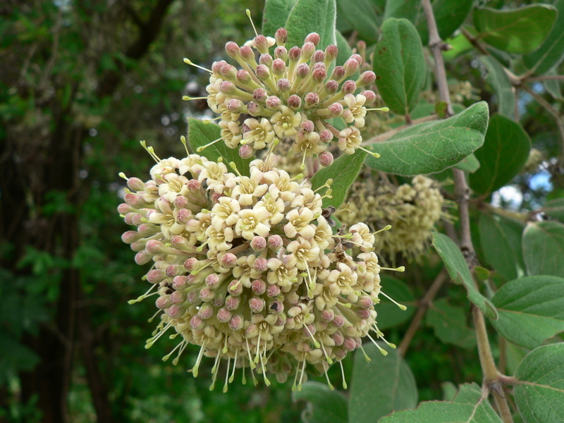 Image of Common crown-berry