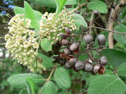 Image of Common crown-berry