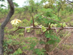 Catunaregam spinosa (Thunb.) Tirveng. resmi