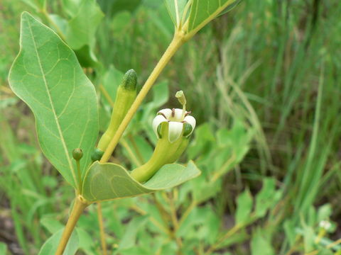 صورة Fadogia ancylantha Schweinf.