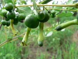 Image of Makoni tea bush