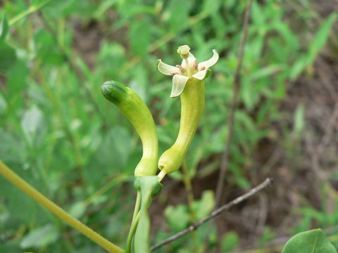 صورة Fadogia ancylantha Schweinf.