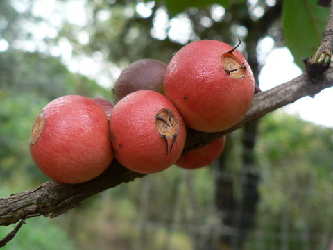 Image of <i>Feretia aeruginescens</i> Stapf