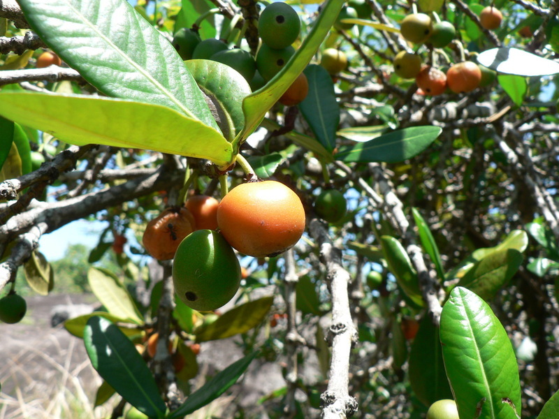 Imagem de Garcinia livingstonei T. Anders.