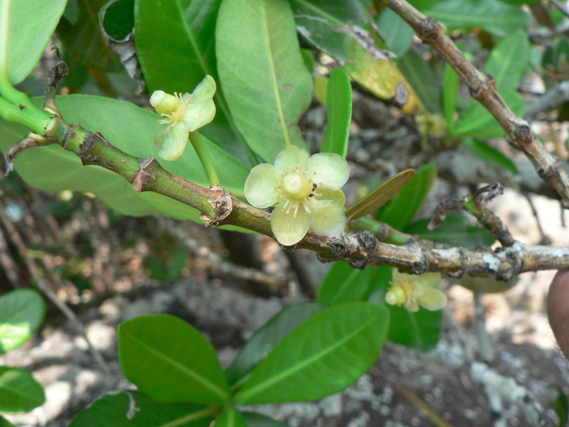 Imagem de Garcinia livingstonei T. Anders.