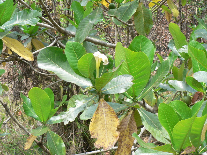 Image de Gardenia imperialis K. Schum.