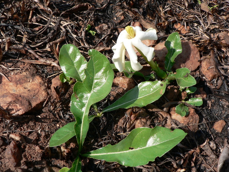 Plancia ëd Gardenia subacaulis Stapf & Hutch.