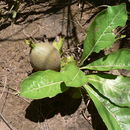 Image of Gardenia subacaulis Stapf & Hutch.