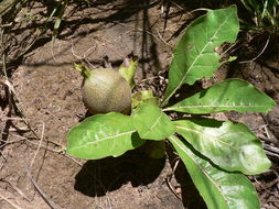 Plancia ëd Gardenia subacaulis Stapf & Hutch.