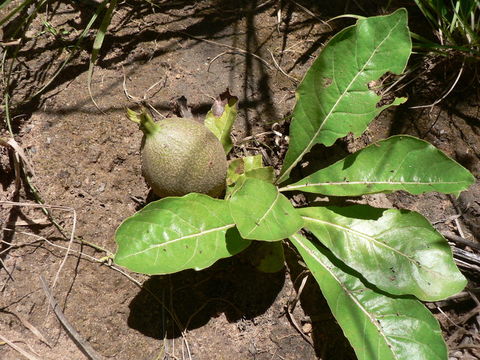 Image of Gardenia subacaulis Stapf & Hutch.
