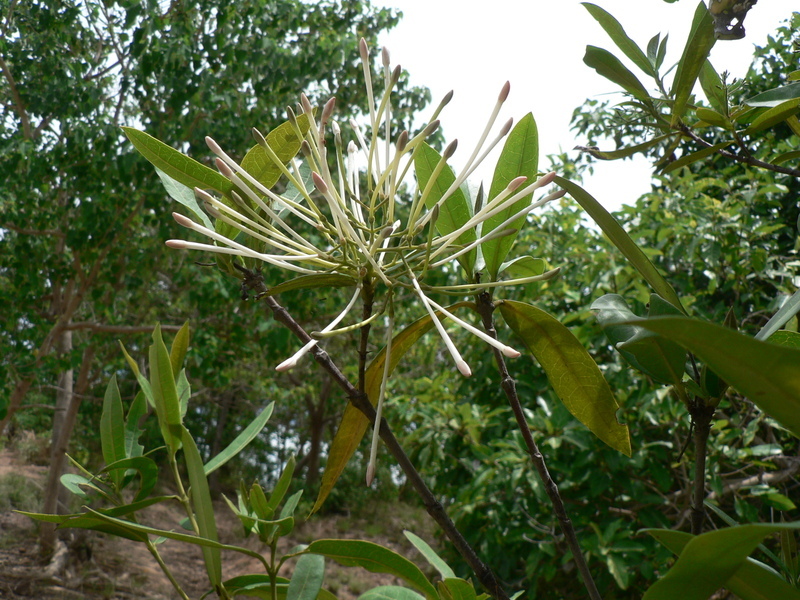 Image of Red trumpets