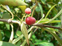 Image of Red trumpets