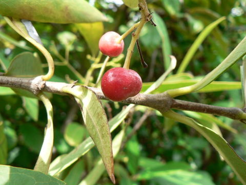 Слика од Ixora narcissodora K. Schum.