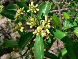 Plancia ëd Psychotria mahonii C. H. Wright