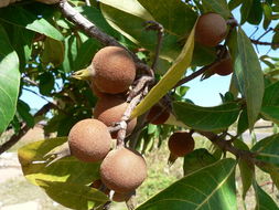 Image of Rothmannia engleriana (K. Schum.) Keay