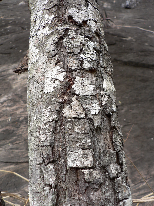 Image of Rothmannia engleriana (K. Schum.) Keay