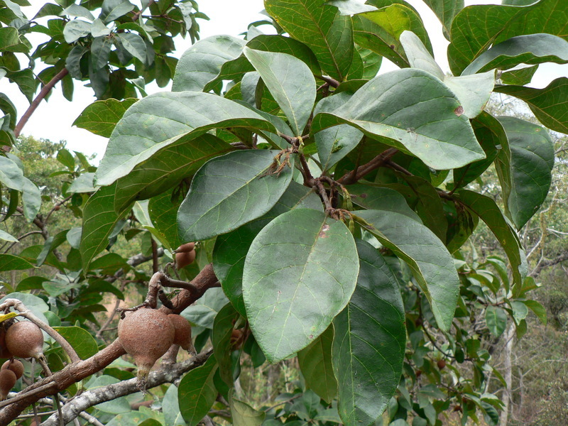 Image of Rothmannia engleriana (K. Schum.) Keay