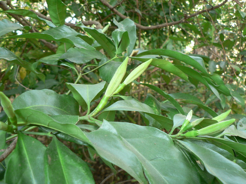 Image of Rothmannia fischeri (K. Schum.) Bullock ex Oberm.