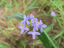 Plancia ëd Spermacoce dibrachiata Oliv.