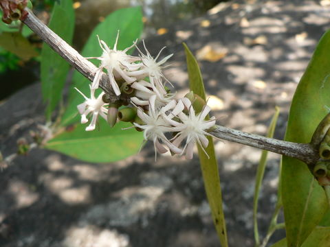 Image of Empogona coriacea (Sond.) Tosh & Robbr.