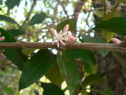 Image of Empogona coriacea (Sond.) Tosh & Robbr.