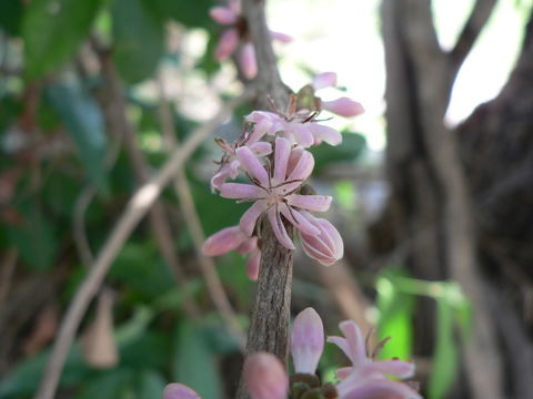 Image of Empogona coriacea (Sond.) Tosh & Robbr.