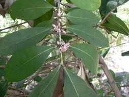 Image of Empogona coriacea (Sond.) Tosh & Robbr.