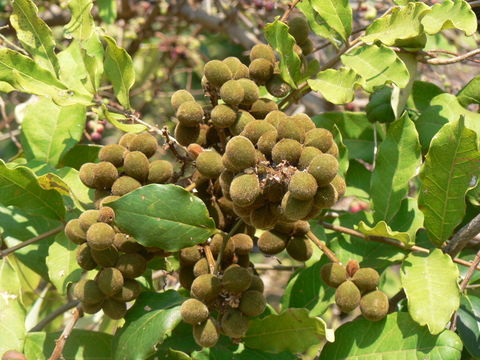 Image of Deinbollia borbonica Scheff.