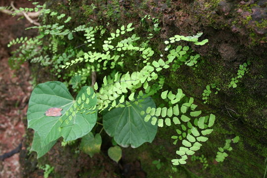 Image of <i>Adiantum philippense</i> L.