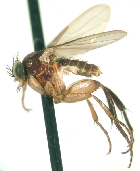 Image of Trineurocephala
