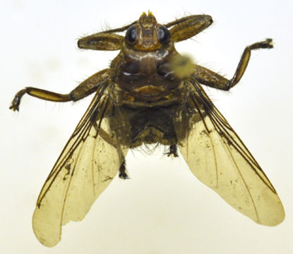 Plancia ëd Ornithoctona erythrocephala (Leach 1817)