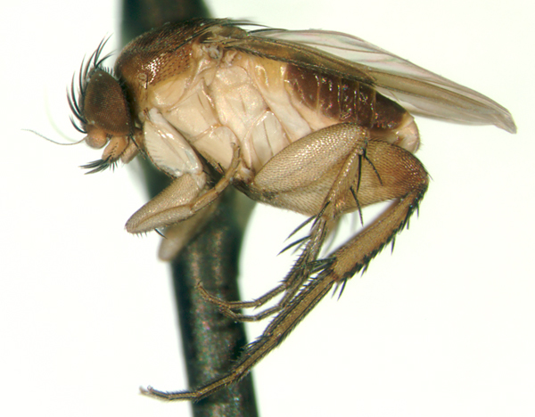 Image de Chaetocnemistoptera