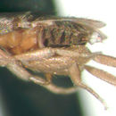 Image of Tabelliphora teretipenna Kung & Brown 2005