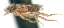 Image of Tabelliphora teretipenna Kung & Brown 2005