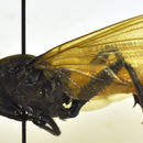 Image of Mydas ventralis Gerstaecker 1868