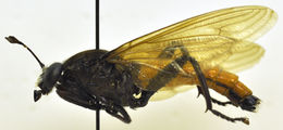 Image of Mydas ventralis Gerstaecker 1868
