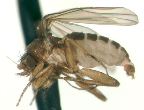 Image of Eurycnemis