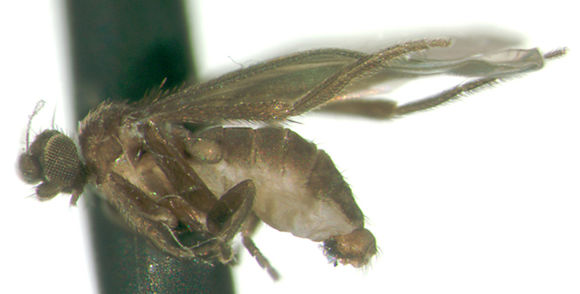 Chonocephalus resmi