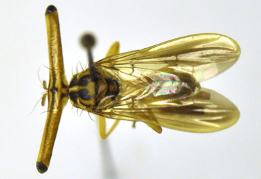 Image of Richardiidae