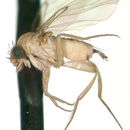 Imagem de Dacnophora