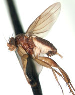 Image of Dohrniphora conlanorum Kung & Brown 2005