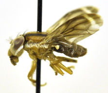 Image of periscelidid flies