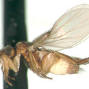 Laciniomyia dilata Kung & Brown 2005的圖片
