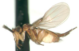 Laciniomyia dilata Kung & Brown 2005的圖片
