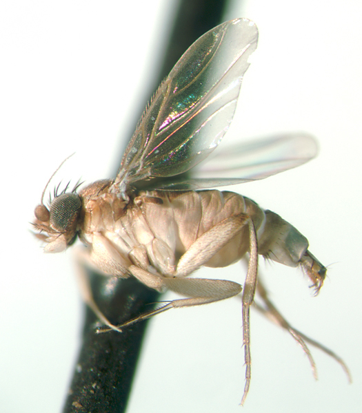 Image of Brachycephaloptera trichopleura Borgmeier 1924