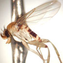 Image of Apocephalus longistylus Brown 1993