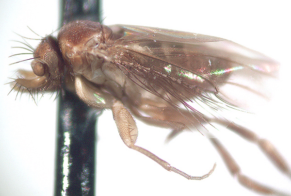 Image of Adelopteromyia