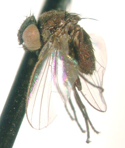 Sivun Pholeomyia politifacies Sabrosky 1959 kuva