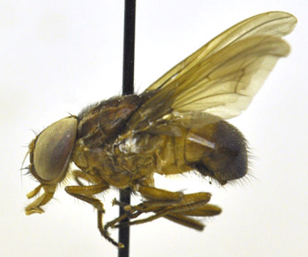 Image of root-maggot flies