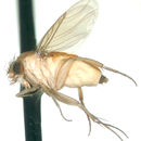 Image of Megaselia aurea (Aldrich 1896)